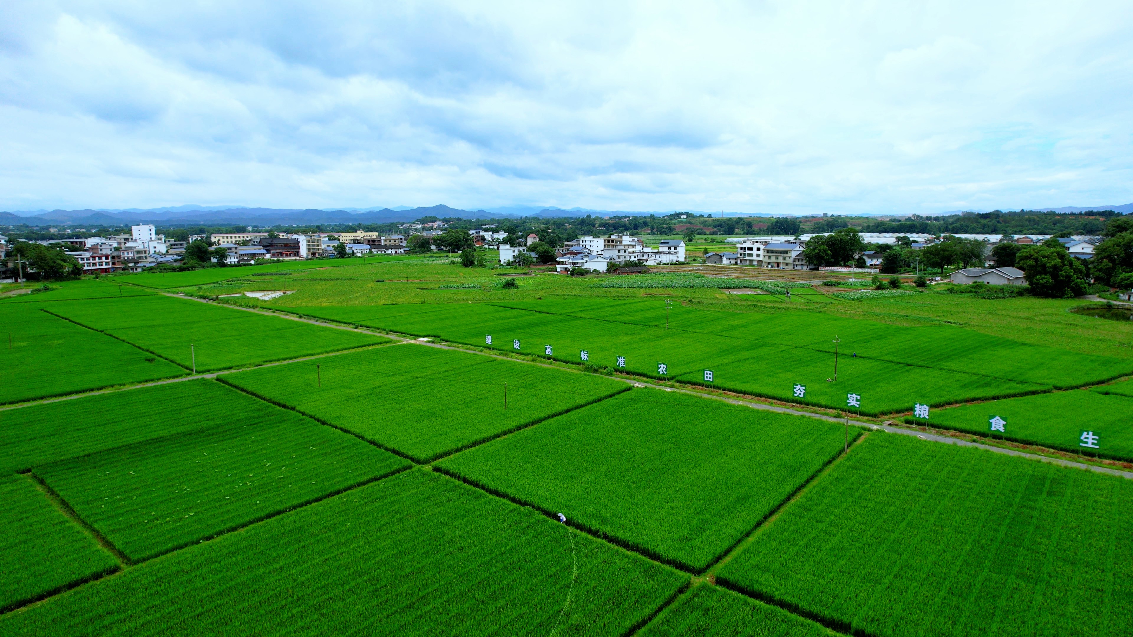 图为凤岗村高标准农田实景